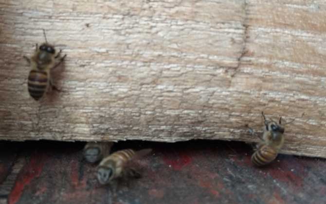 在农村养蜜蜂能赚钱吗？
