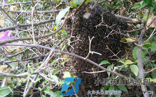 野蜂怎么抓蜂王？
