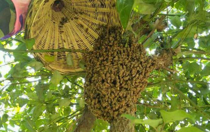 野蜂怎么抓蜂王？