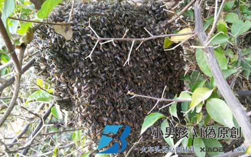 野蜂怎么抓蜂王？