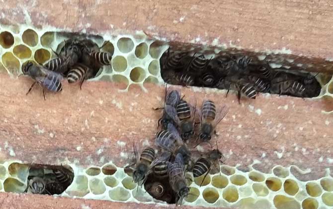安徽南部中国蜜蜂