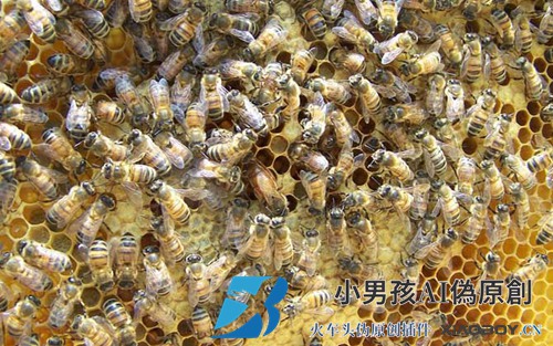 蜜蜂为什么离不开蜂王？