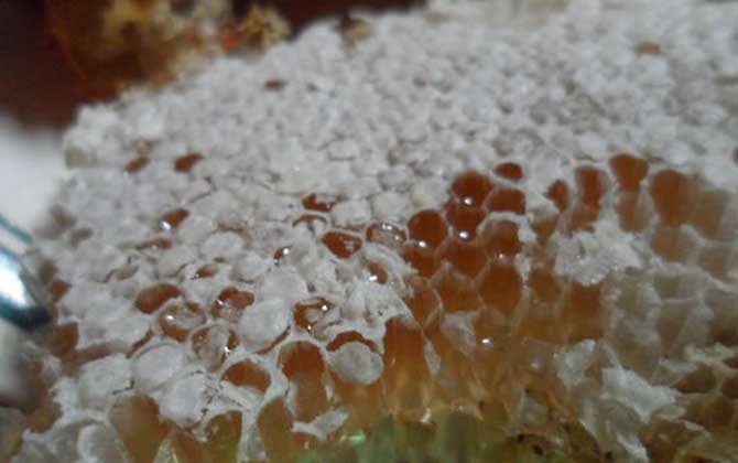 蜂巢蜜是怎么形成的？