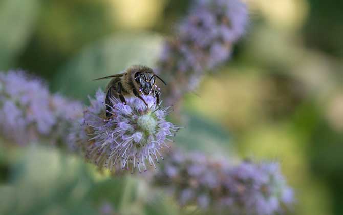 蜂毒对蜂群有什么影响？