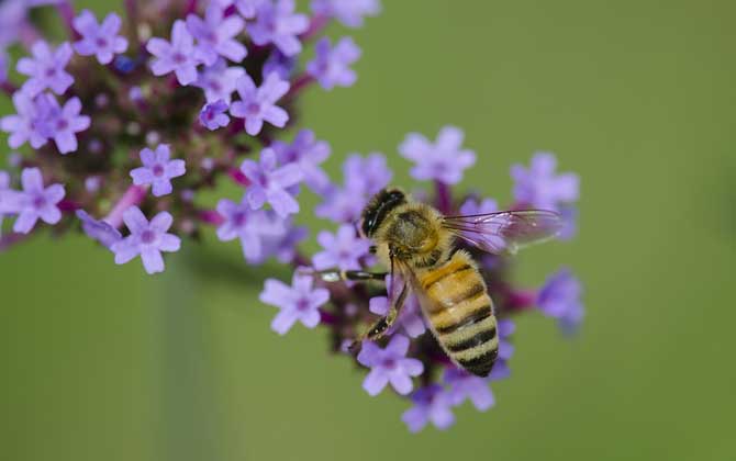 蜂毒对蜂群有什么影响？