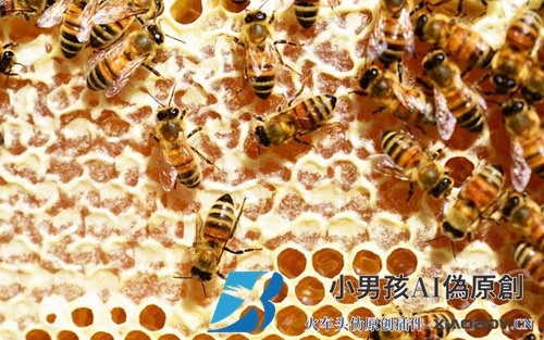 什么是最好的蜂蜜？