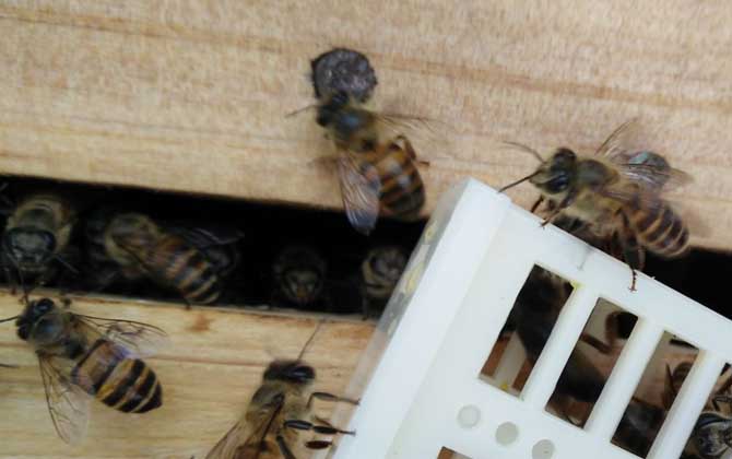 蜂箱的类型、优缺点