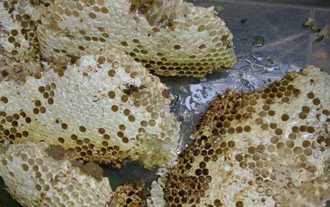 为什么本地蜂蜜比意大利蜂蜜贵？