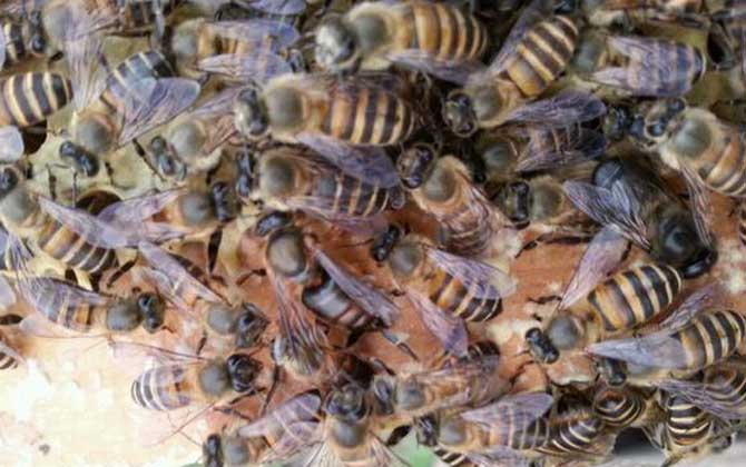 意大利蜜蜂和中国蜜蜂可以一起养吗？