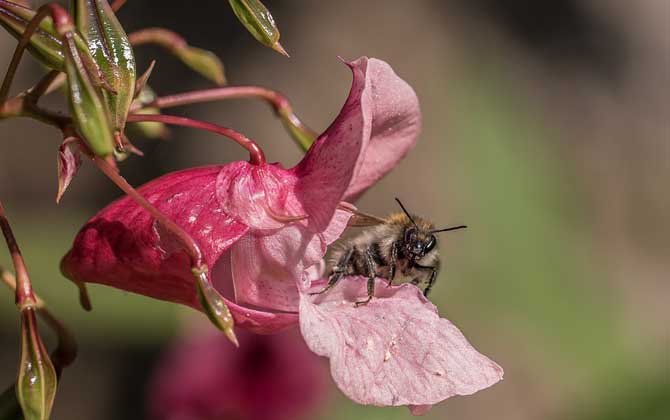 蜜蜂是害虫还是益虫？