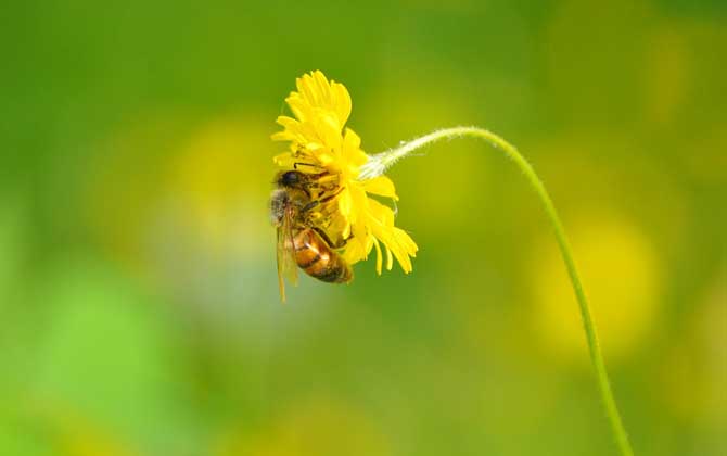 蜜蜂是害虫还是益虫？