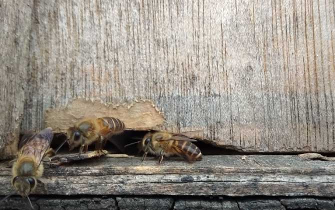 冬天蜜蜂飞出来怎么办？