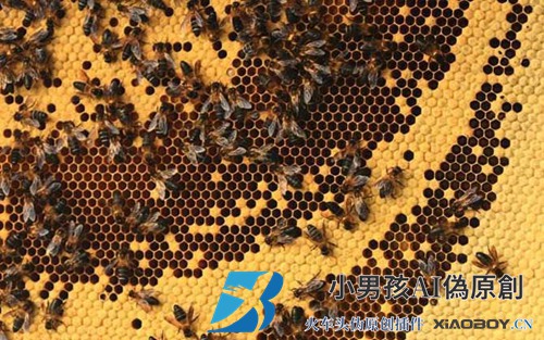 蜜蜂的种类和图片