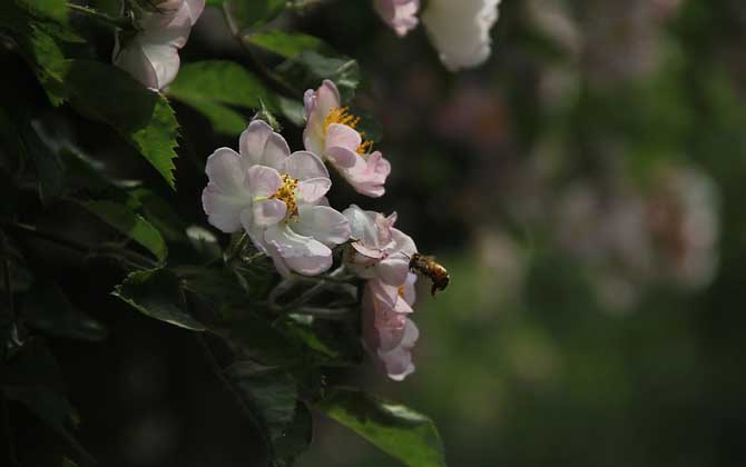 蜜蜂的种类和图片