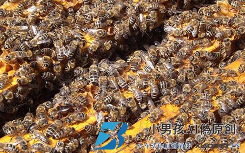 只能有一只蜂王分蜂吗？