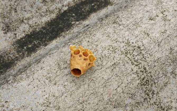 蜂王露台是怎么形成的？