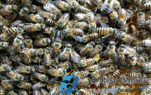工蜂为什么要杀死蜂王？