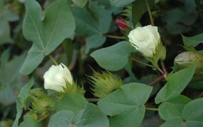 哪种蜜源植物花期最长？