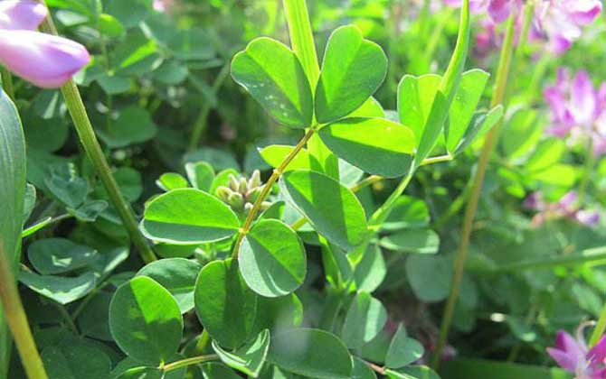 夏天主要的蜜源植物有哪些？