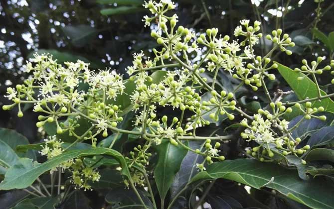 冬天主要的蜜源植物有哪些？