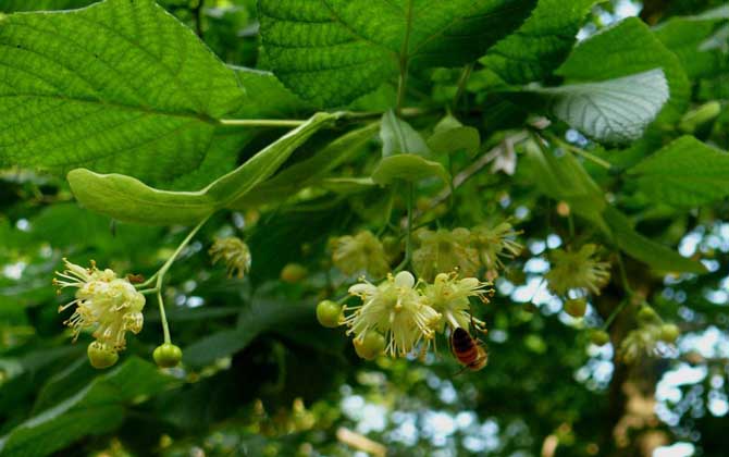 菩提树什么时候开花？