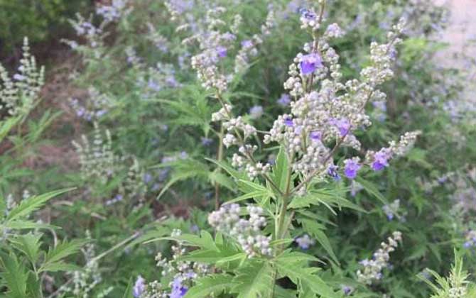 牡荆什么时候开花？