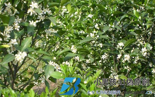 柑橘树什么时候开花？