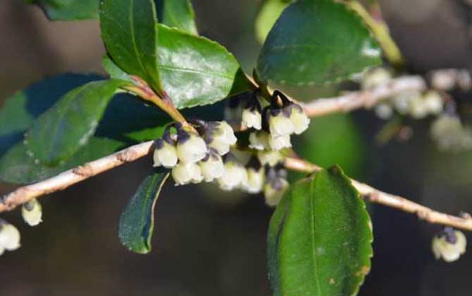 野生桂花什么时候开花？