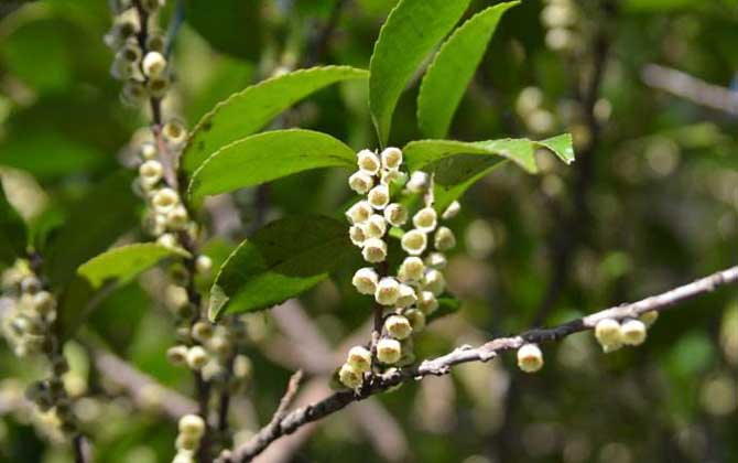 野生桂花什么时候开花？