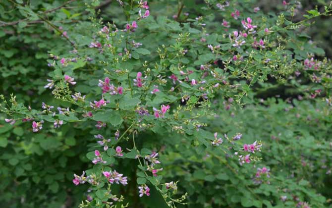 胡枝子什么时候开花？