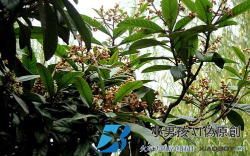 枇杷什么时候开花？