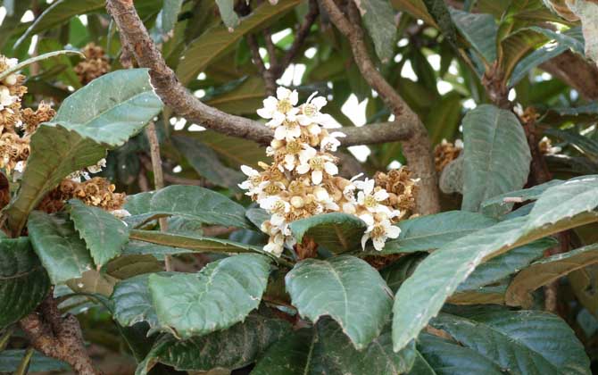 枇杷什么时候开花？