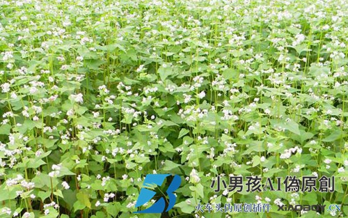 荞麦什么时候开花？