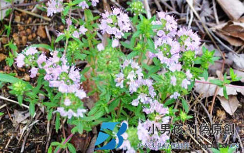 百里香什么时候开花？