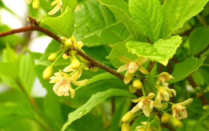 五味子什么时候开花？