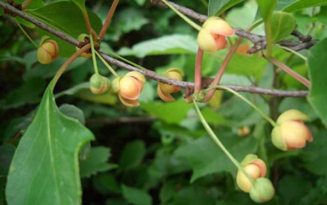 五味子什么时候开花？