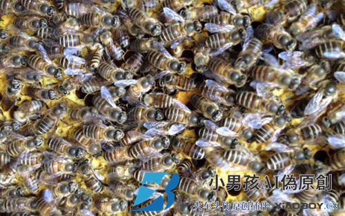 蜜蜂在春天失去国王怎么办？