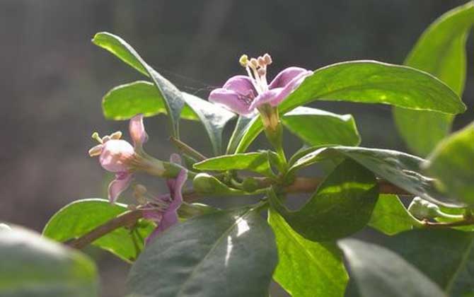 枸杞什么时候开花？