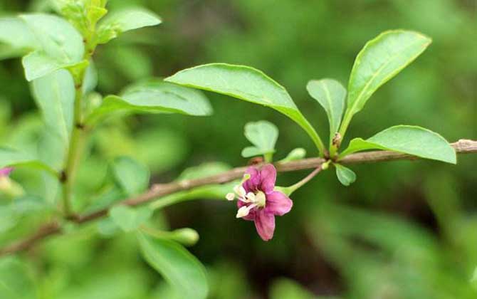 枸杞什么时候开花？