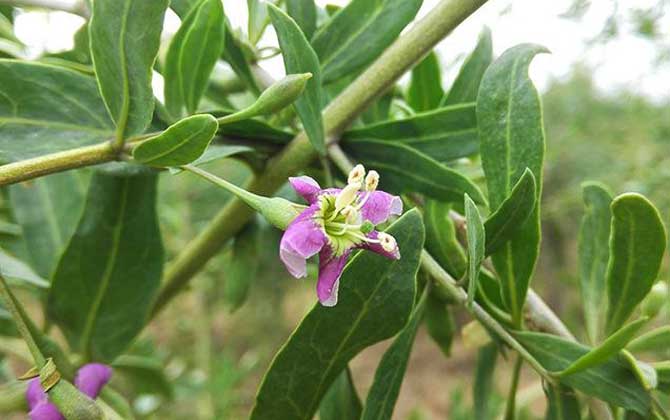 枸杞什么时候开花？