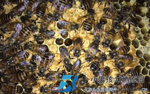 蜂王和蜂王有什么区别？