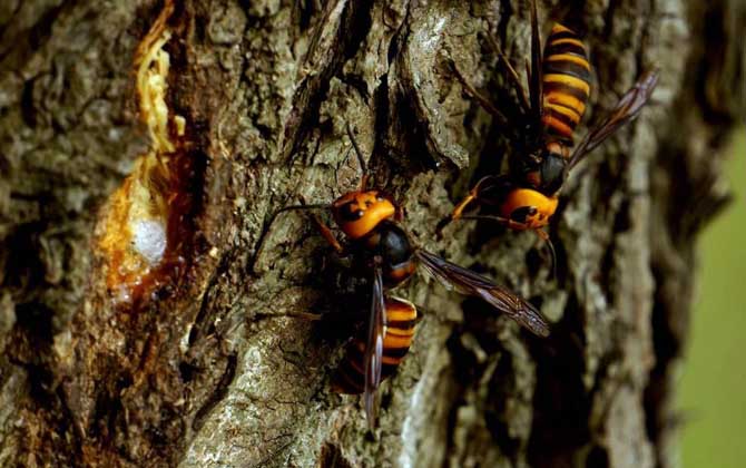 黄蜂(wasp)繁殖是骗局吗？