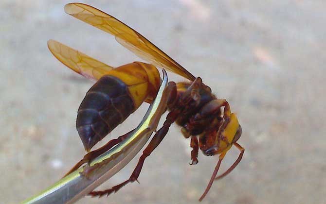 黄蜂(wasp)繁殖是骗局吗？