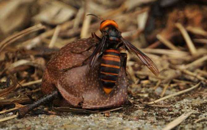 黄蜂(wasp)繁殖是骗局吗？