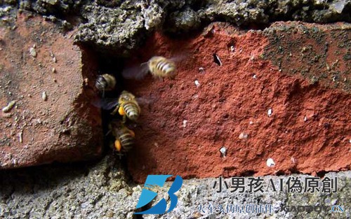 什么时候挖捕蜂洞最好？