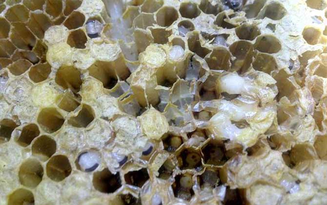 蜂箱撒盐治窝虫有效吗？