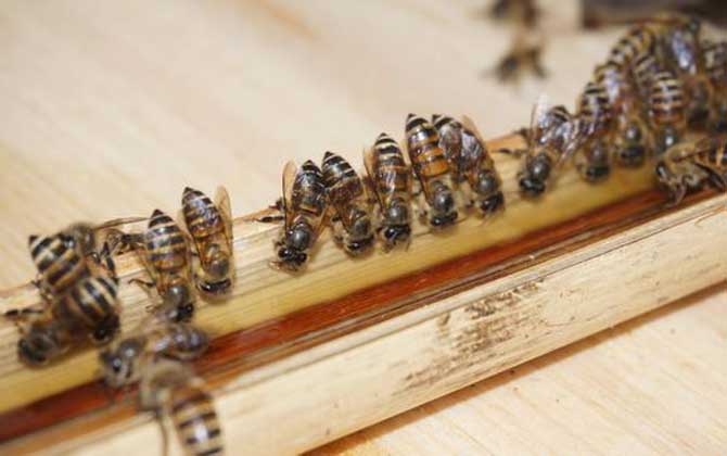 蜜蜂蜂拥而至的原因是什么？