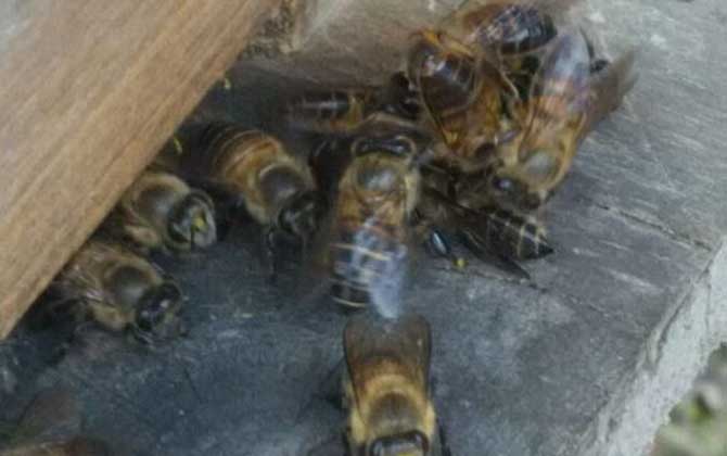 蜂涌有什么危害？