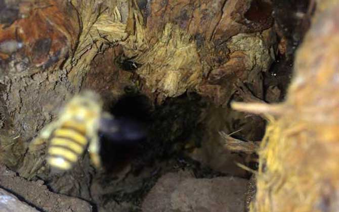 野蜂什么时候得到蜂蜜？