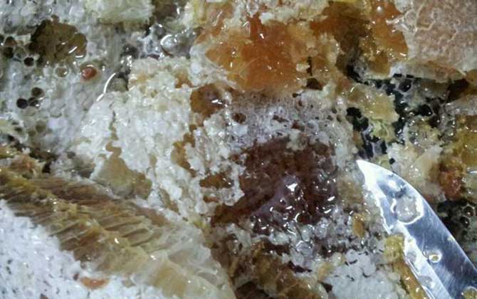 野蜂什么时候得到蜂蜜？